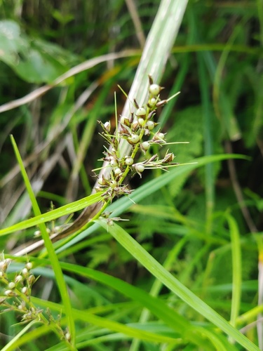Scleria levis iNat (2)