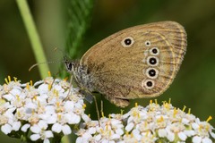 Coenonympha oedippus