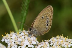 Coenonympha oedippus