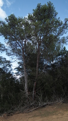 Pinus