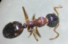 Dolichoderus quadripunctatus