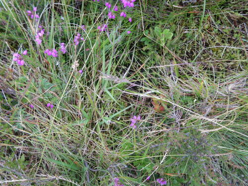 Image of Festuca vivipara by no rights reserved