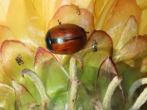 Subgenus Atechna · iNaturalist