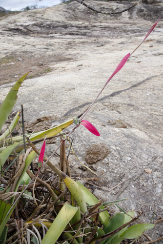 Aechmea disjuncta