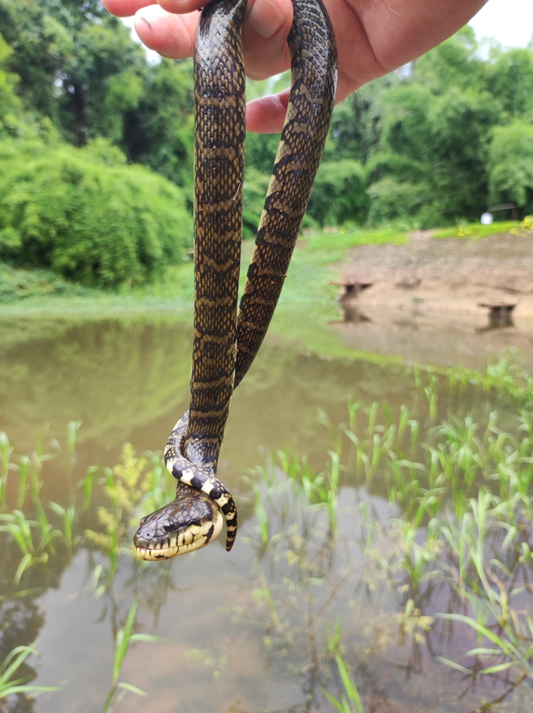 Bocourt's Water Snake from Mã Đà, Vĩnh Cửu District, Dong Nai, Vietnam
