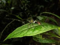 Schaeferocoris ecuadorensis