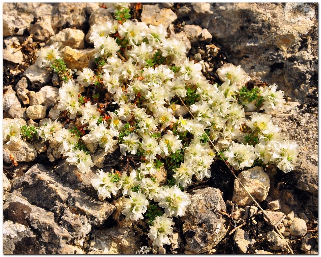 Paronychia taurica