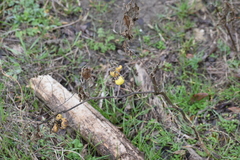 Solanum elaeagnifolium