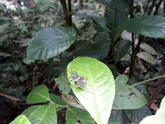 Schaeferocoris ecuadorensis