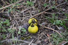 Solanum elaeagnifolium