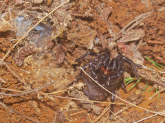Porrhothele