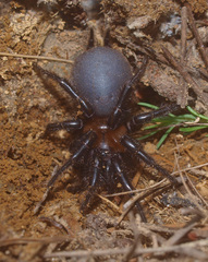 Porrhothele