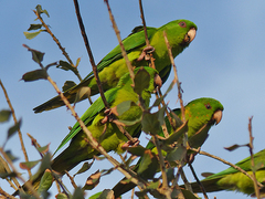 Psittacara holochlorus