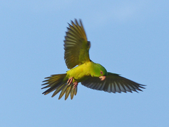 Psittacara holochlorus