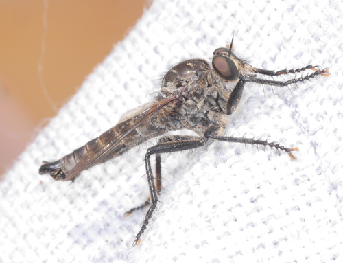 Machimus intermedius