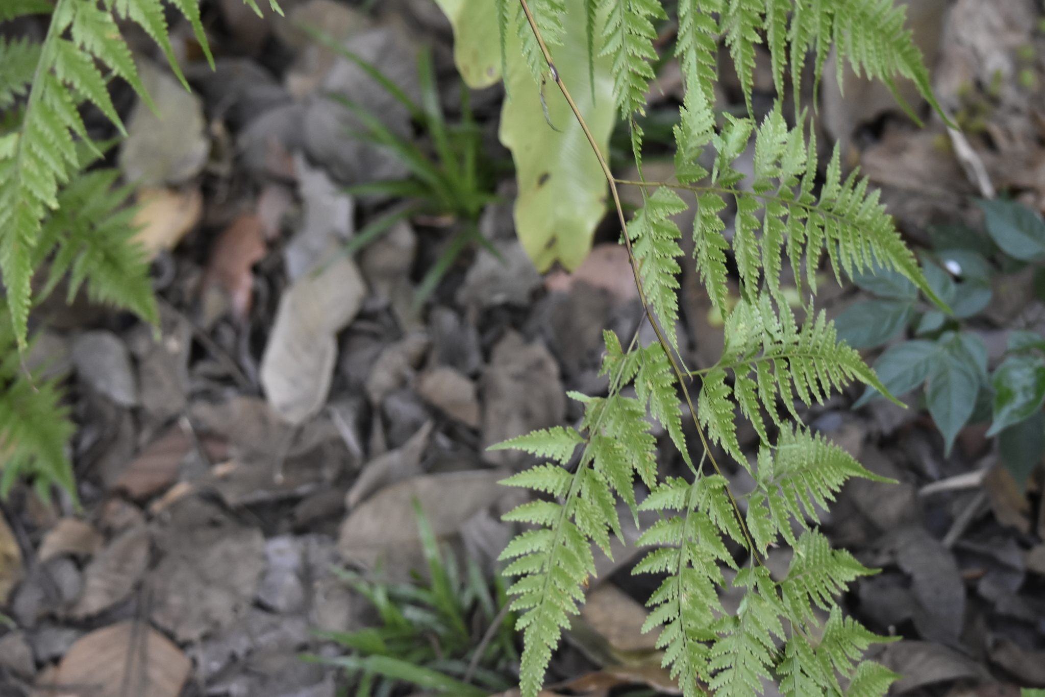 Davallia denticulata — ảnh 3