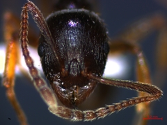 Aphaenogaster subterranea