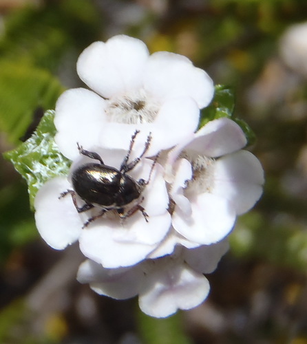Image of Euchaetis burchellii by (c) Nicola van Berkel, some rights reserved (CC BY-SA)