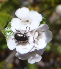 Euchaetis burchellii