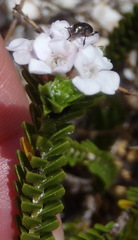 Euchaetis burchellii