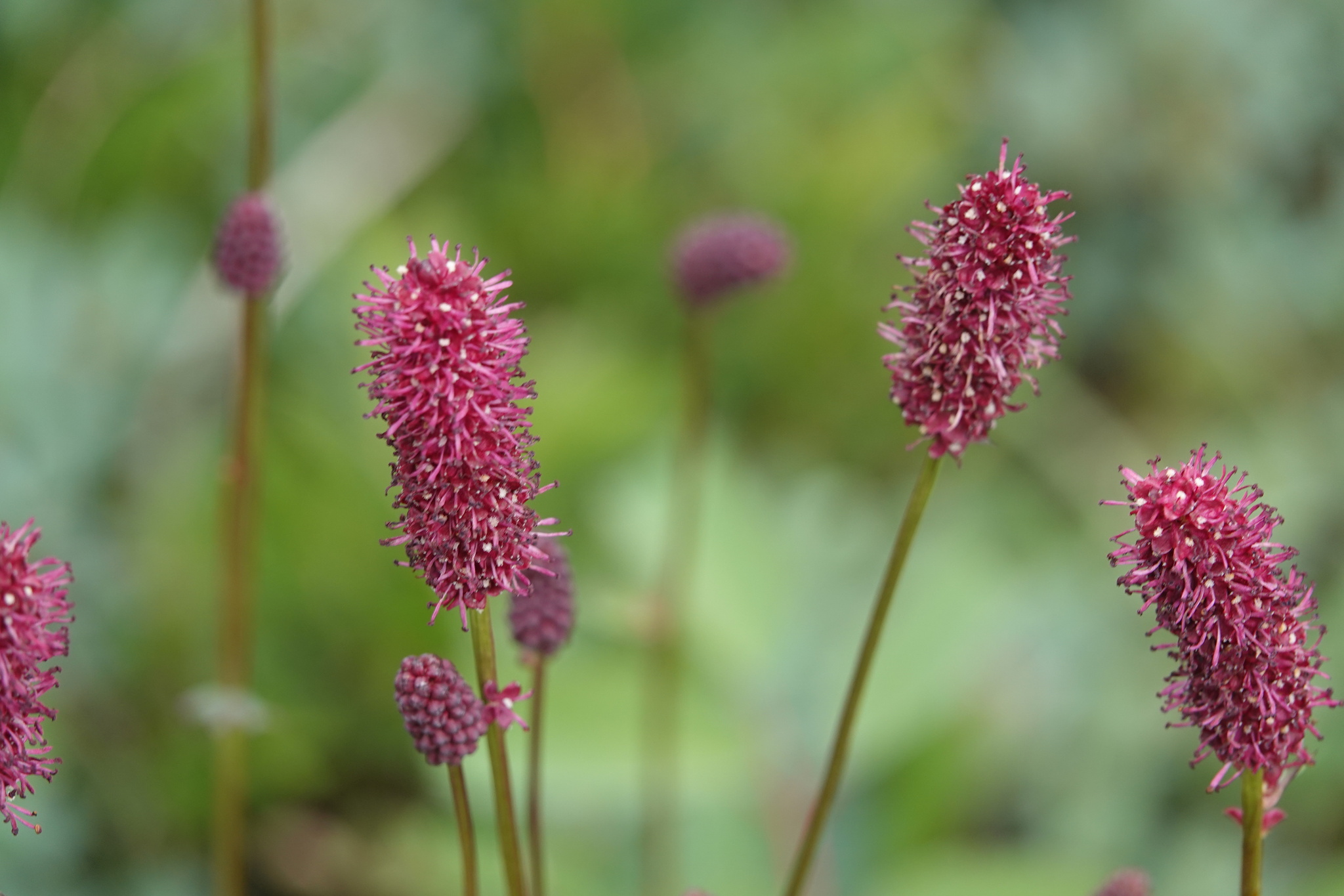Sanguisorba menziesii