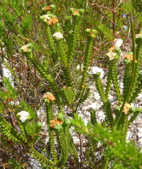 Euchaetis burchellii