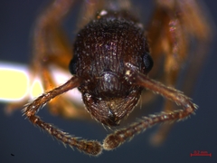 Myrmica hellenica