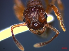 Myrmica sabuleti