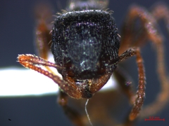 Tetramorium caespitum