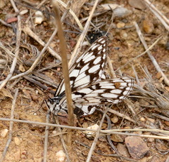 Melanargia ines
