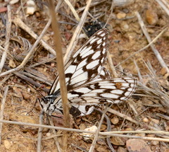Melanargia ines