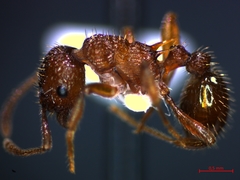 Myrmica sabuleti