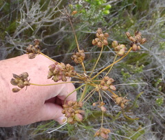 Anginon swellendamense