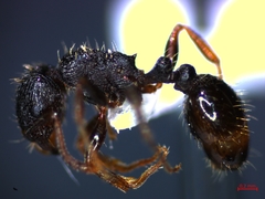 Tetramorium caespitum