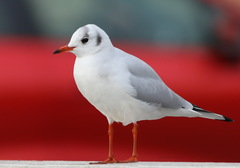 Chroicocephalus ridibundus