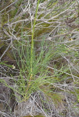 Anginon swellendamense