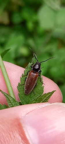 kováčik čierny (Hemicrepidius niger)