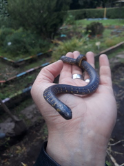 Atractus crassicaudatus