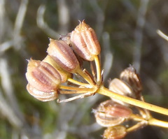 Anginon swellendamense
