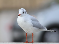 Chroicocephalus ridibundus