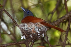 Terpsiphone viridis plumbeiceps