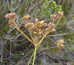 Anginon swellendamense