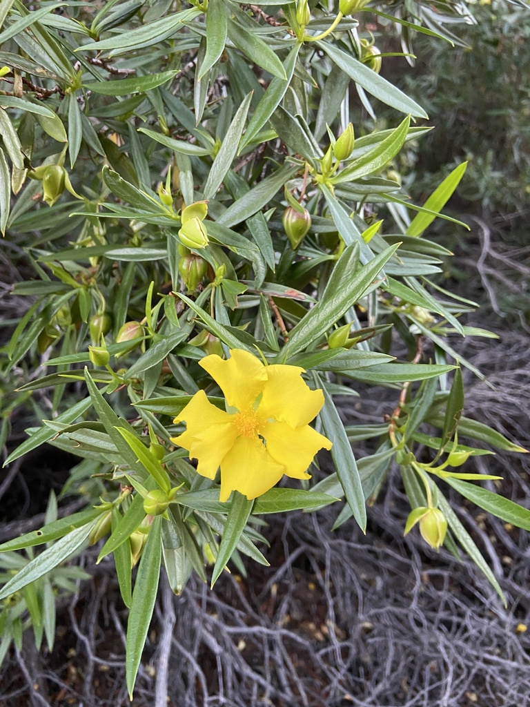 Central Australian Guinea-flower