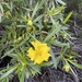 Central Australian Guinea-Flower - Photo (c) jacobnaturberg, some rights reserved (CC BY-NC)