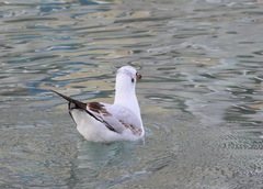 Chroicocephalus ridibundus