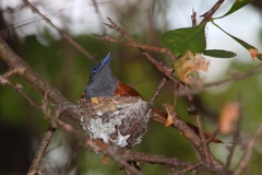 Terpsiphone viridis plumbeiceps