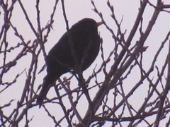 Turdus merula