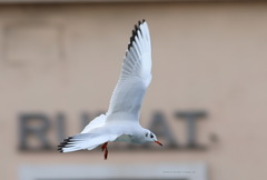 Chroicocephalus ridibundus