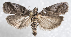 Acrobasis betulella