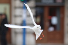 Chroicocephalus ridibundus